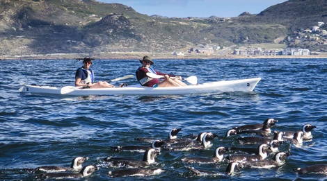 Penguin Kayak Tour